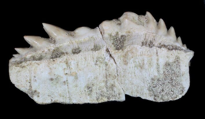 Fossil Cow Shark (Hexanchus) Tooth - Morocco #35021